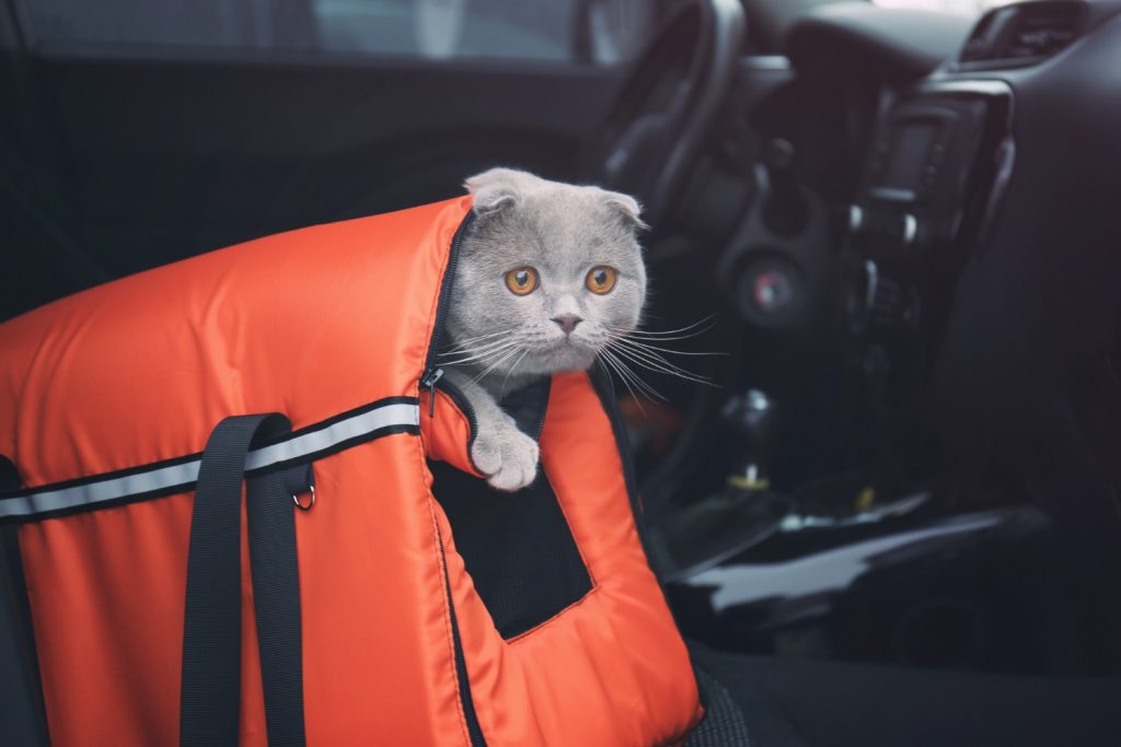 Introduce a travel carrier to ease the move with your cat