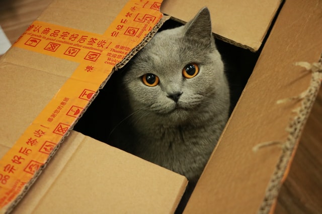 how to fly with your cat on moving day