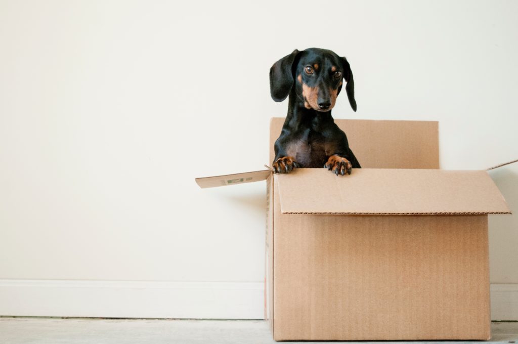 Ask for help on moving day - dog in moving box
