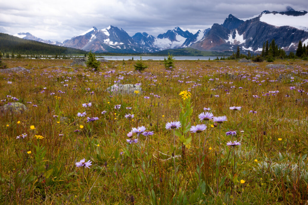 Jasper National Park, Alberta, Canada